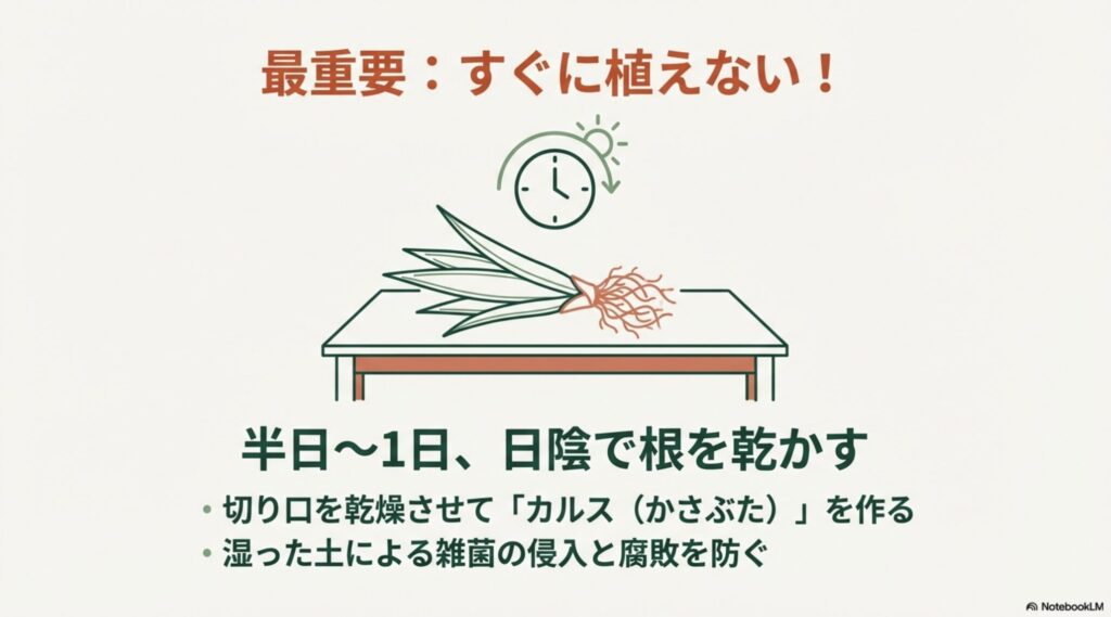 サンスベリアを日陰に置き、時計のアイコンと共に半日〜1日根を乾かしている様子のイラスト