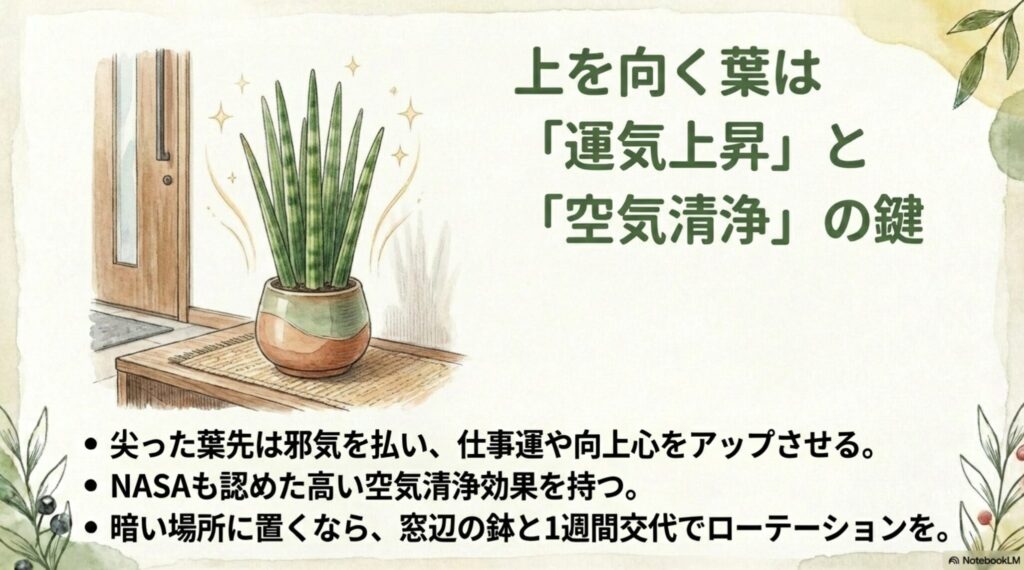 サンスベリアの風水効果（運気上昇）とNASAが認めた空気清浄効果の解説