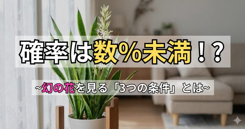 リビングの窓辺で白い花を咲かせているサンスベリア。「確率は数％未満！？～幻の花を見る『3つの条件』とは～」というタイトル文字が入った、記事「サンスベリアの花が咲く確率」のアイキャッチ画像。