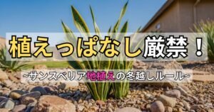 ロックガーデンに地植えされたサンスベリアのアイキャッチ画像。文字:「植えっぱなし厳禁!~サンスベリア地植えの冬越しルール~」