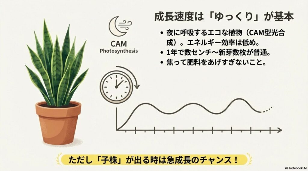 サンスベリアの成長速度とCAM型光合成の解説図。夜に呼吸する仕組みと年間の成長サイクルのイメージ。