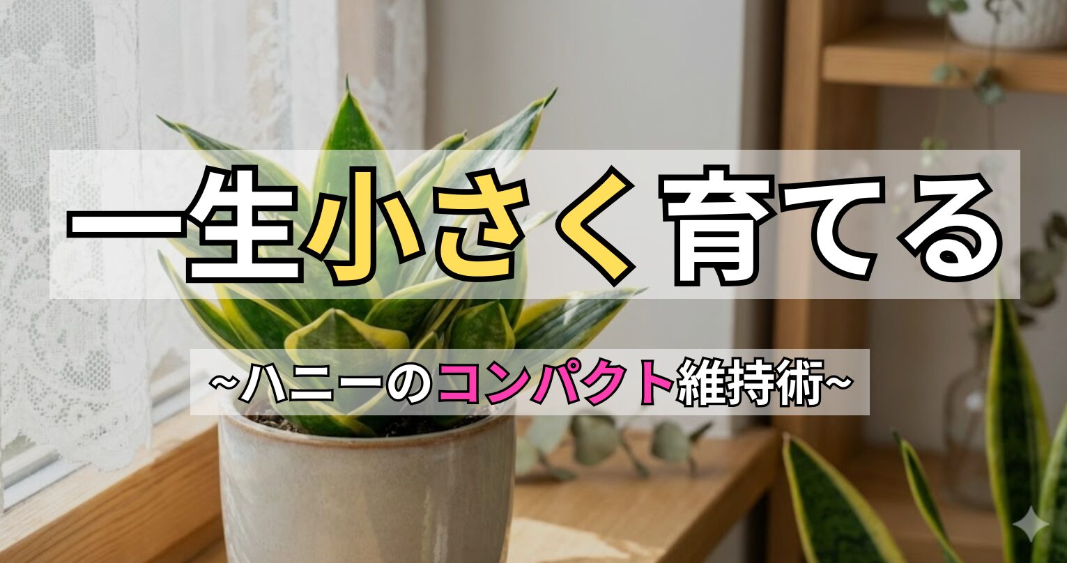 サンスベリア・ハニーが大きくなるのを防ぎ、一生小さく育てるためのコンパクト維持術。窓辺に置かれたゴールデンハニーのアイキャッチ画像。
