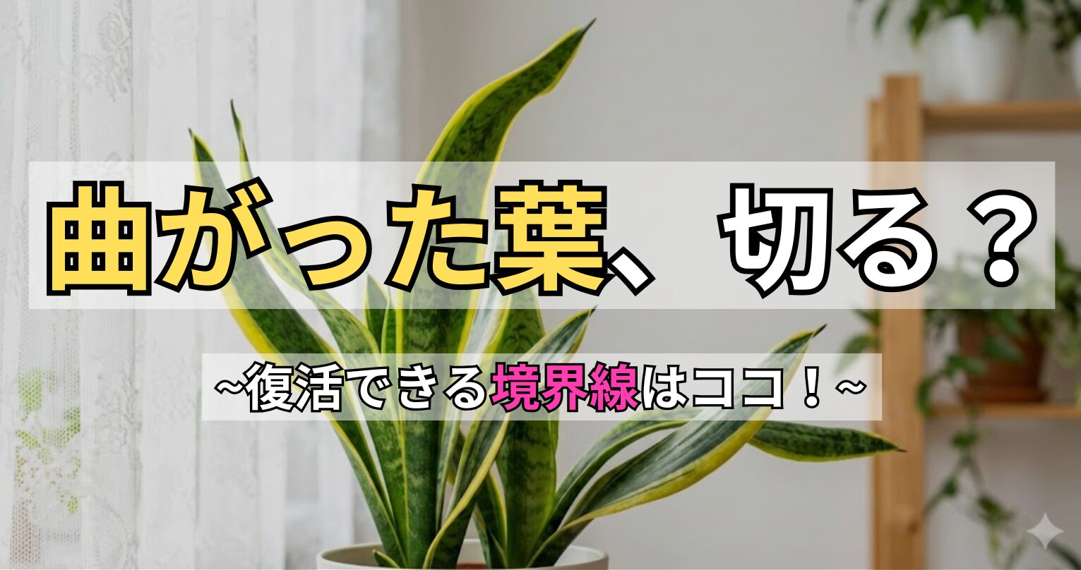 サンスベリアの葉が曲がる原因と復活法アイキャッチ。「曲がった葉、切る？〜復活できる境界線はココ！〜」の文字入り画像