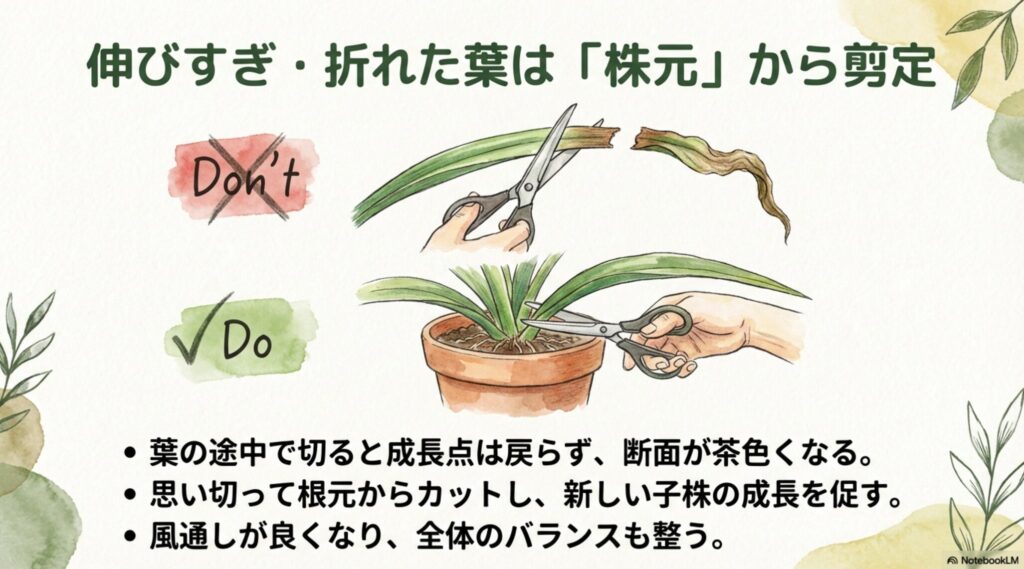 サンスベリアの剪定位置の正解（株元）と不正解（途中）の比較イラスト