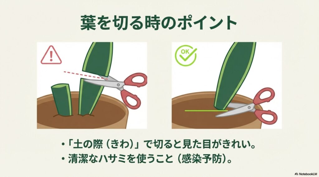 サンスベリアの葉を切る際は、中途半端な位置ではなく土の際で水平にカットすることを推奨する図解