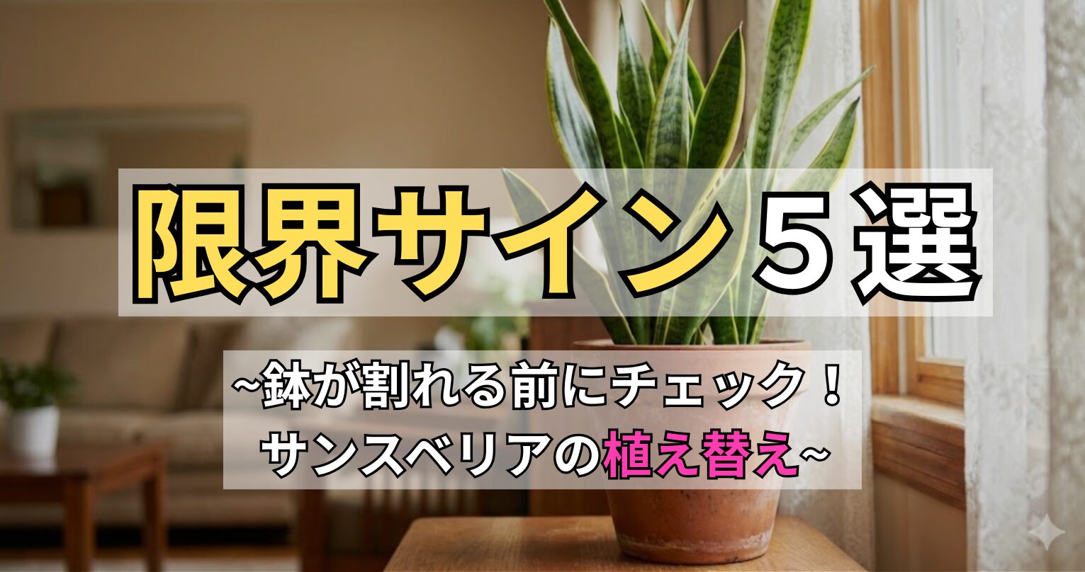 「限界サイン5選」サンスベリアの植え替えサインと鉢が割れる前のチェックポイントを解説するアイキャッチ画像
