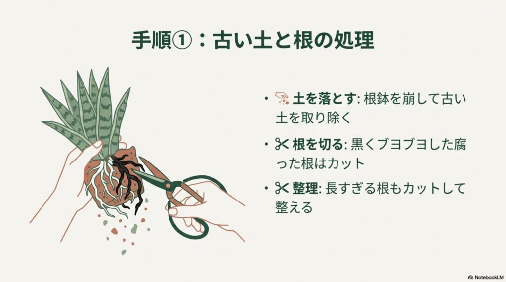 サンスベリアの根鉢を崩し、黒く腐った根をハサミでカットしている様子のイラスト