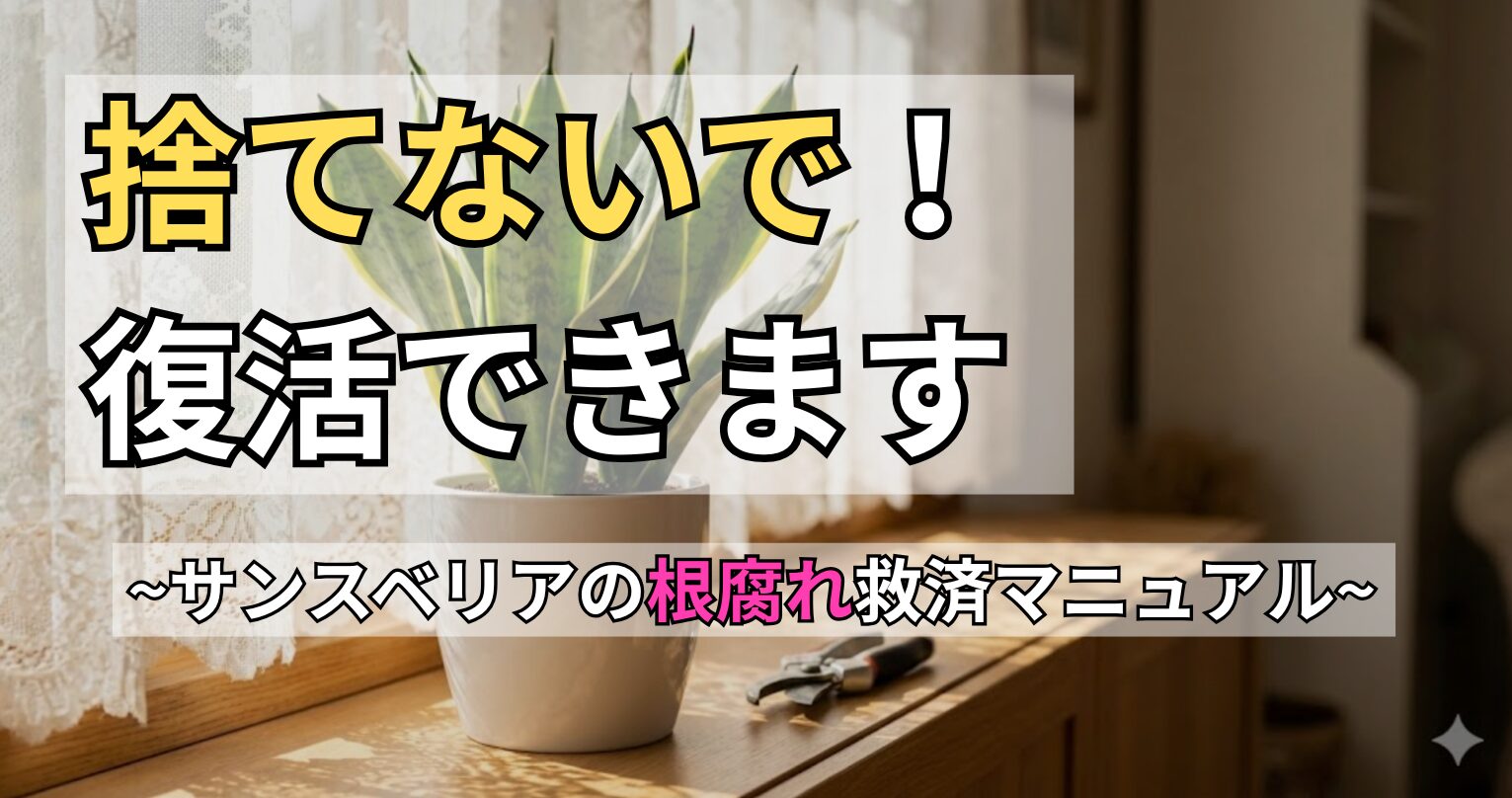 サンスベリアの根腐れ復活救済マニュアルのアイキャッチ。窓辺の鉢植えと剪定バサミ。画像内の文字「捨てないで！復活できます」