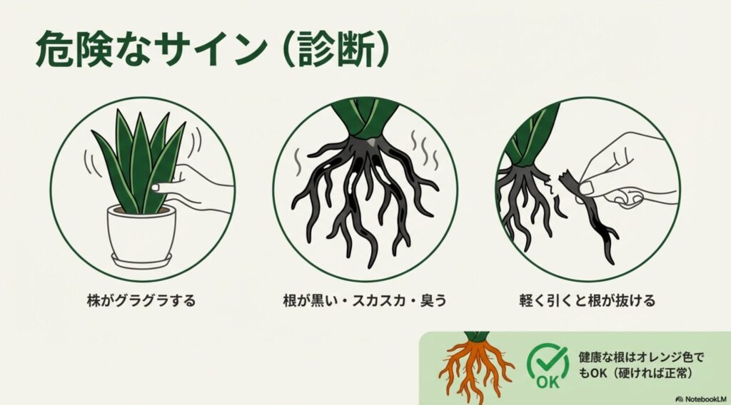 株がグラグラする様子や、根が黒く変色してスカスカになっている根腐れの症状イラスト