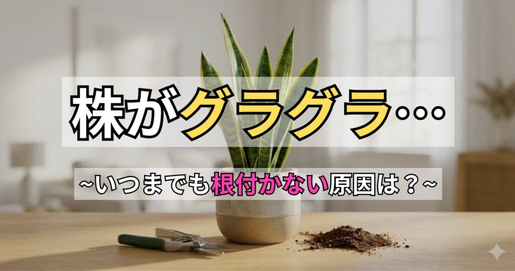 サンスベリアの根が張らない原因と対策記事のアイキャッチ画像。リビングに置かれた鉢植えと園芸用ハサミ。画像内の文字：「株がグラグラ… ～いつまでも根付かない原因は？～」