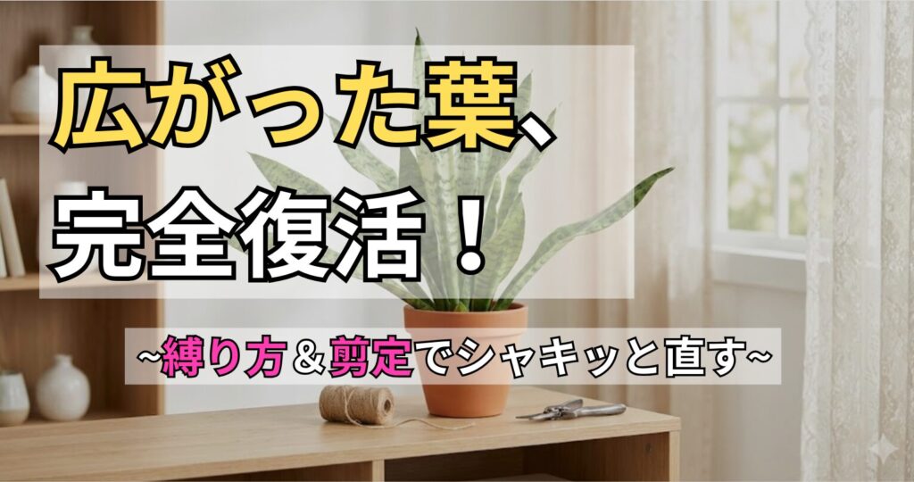 横に広がるサンスベリアの直し方を解説するアイキャッチ画像。「広がった葉、完全復活！～縛り方＆剪定でシャキッと直す～」という文字と、手入れ用の麻紐とハサミ。