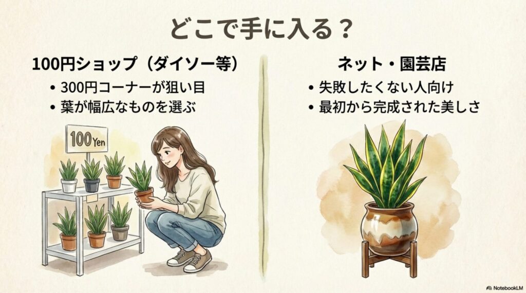 サンスベリア・スパーバはどこで手に入るか。100円ショップ（ダイソー）の300円コーナーや、ネット・園芸店での購入について解説。