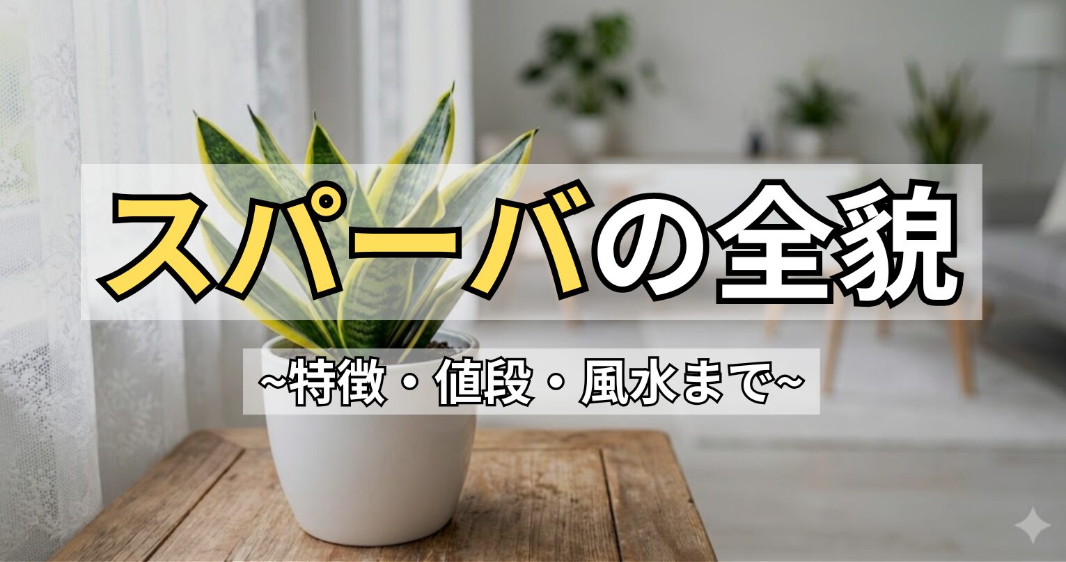 リビングのテーブルに置かれたサンスベリア・スパーバの写真。「スパーバの全貌〜特徴・値段・風水まで〜」というタイトルのアイキャッチ画像。