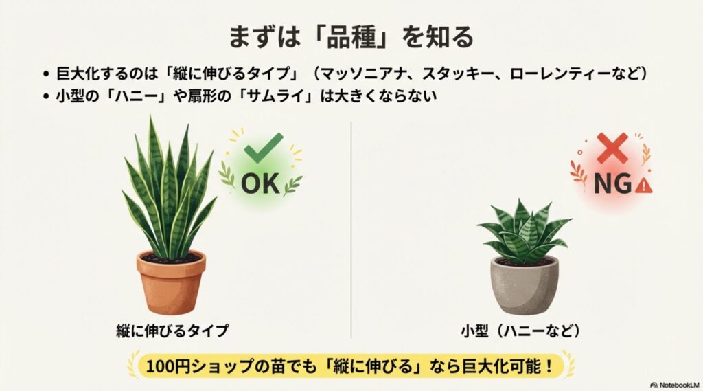 サンスベリアの巨大化する品種（縦伸びタイプ）と小型品種（ハニーなど）のイラスト比較図。