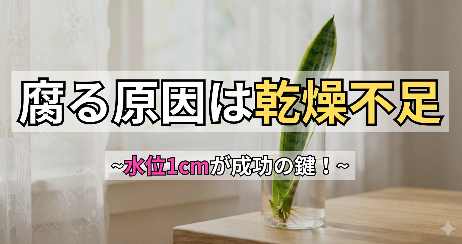 サンスベリアの水差しや水栽培が腐る原因を解説するアイキャッチ画像。窓辺に置かれたガラス容器で発根しているサンスベリアの写真に、「腐る原因は乾燥不足」「水位1cmが成功の鍵！」というキャッチコピーが入っている。