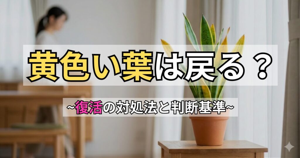 サンスベリアの葉が黄色くなる原因と復活法。「黄色い葉は戻る？～復活の対処法と判断基準～」という文字入りのアイキャッチ画像。