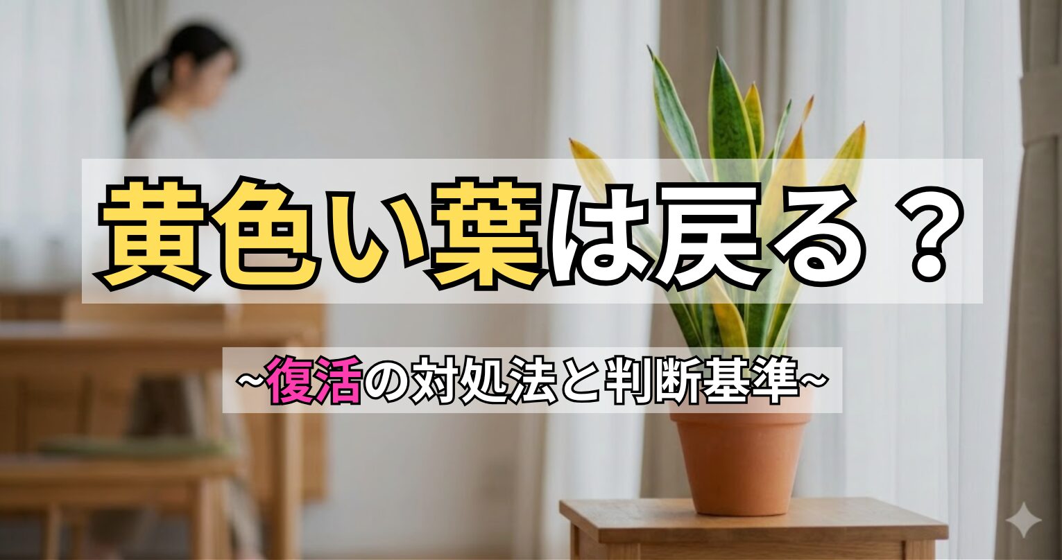 サンスベリアの葉が黄色くなる原因と復活法。「黄色い葉は戻る？～復活の対処法と判断基準～」という文字入りのアイキャッチ画像。