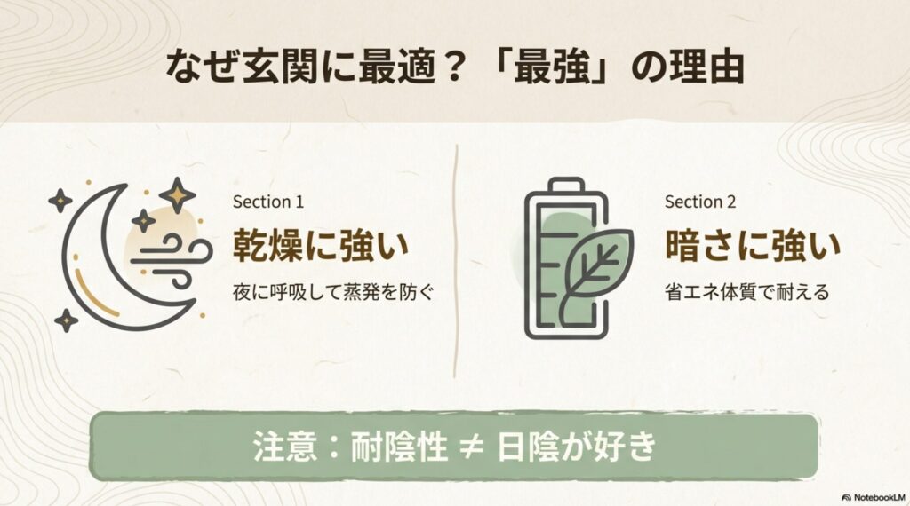 サンスベリアが乾燥と暗さに強い理由（CAM型光合成と省エネ体質）の解説図