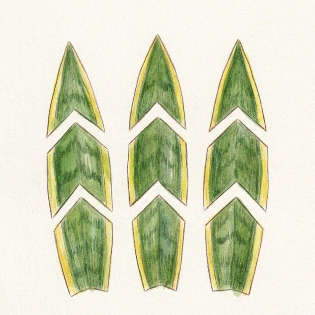 サンスベリアが上下の向きがわかるようにカットされている。