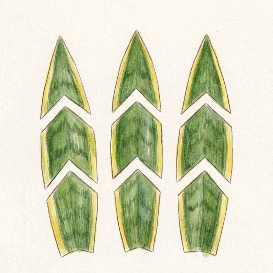 サンスベリアが上下の向きがわかるようにカットされている。