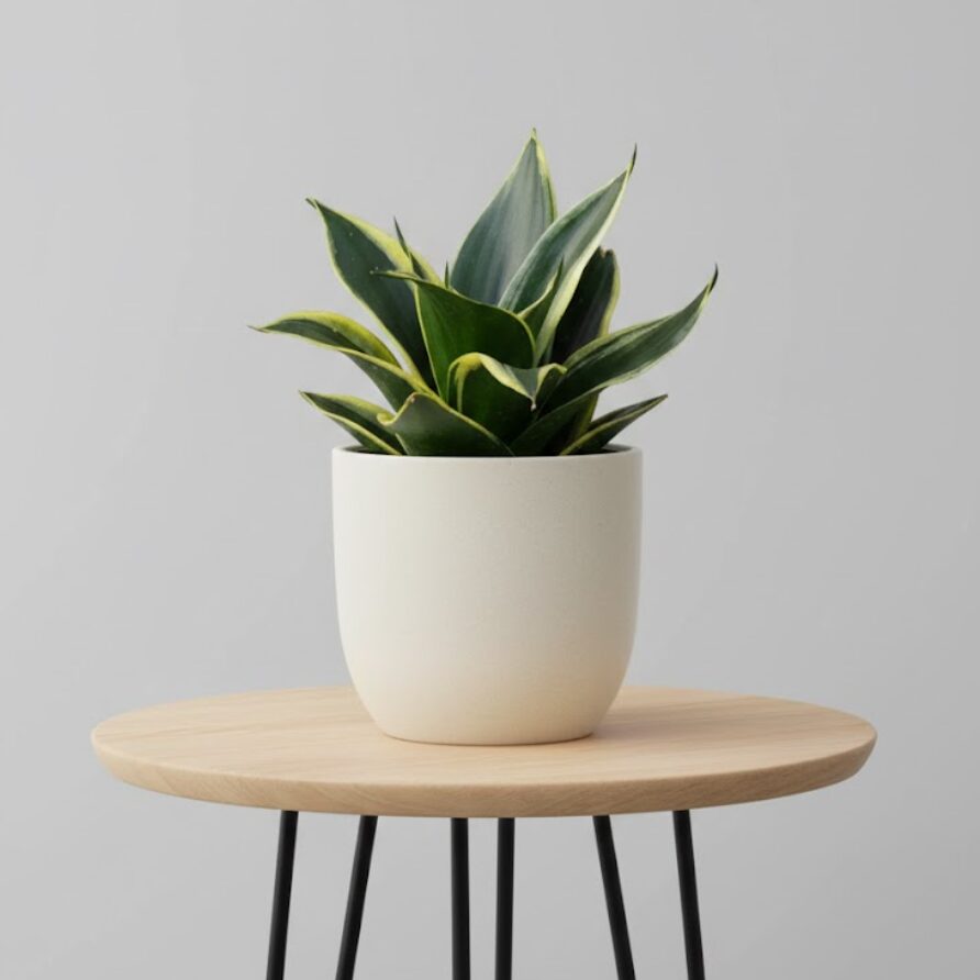 サンスベリア・ハニーバニー（Sansevieria trifasciata 'Honey Bunny'）