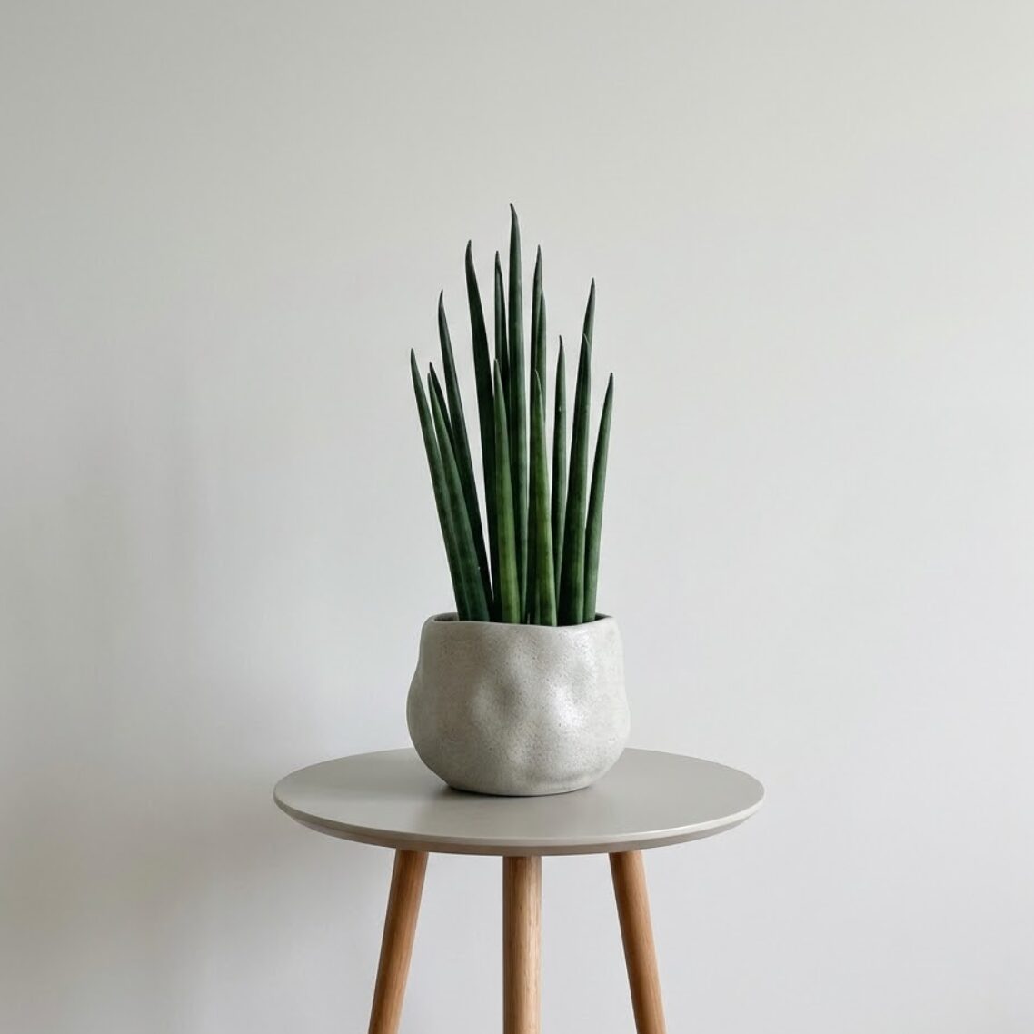 サンスベリア・バキュラリス・ミカド（Sansevieria bacularis 'Mikado'）