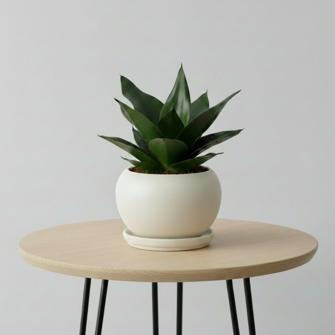 サンスベリア・ピュアグリーン（Sansevieria trifasciata 'Hahnii Pure Green'）