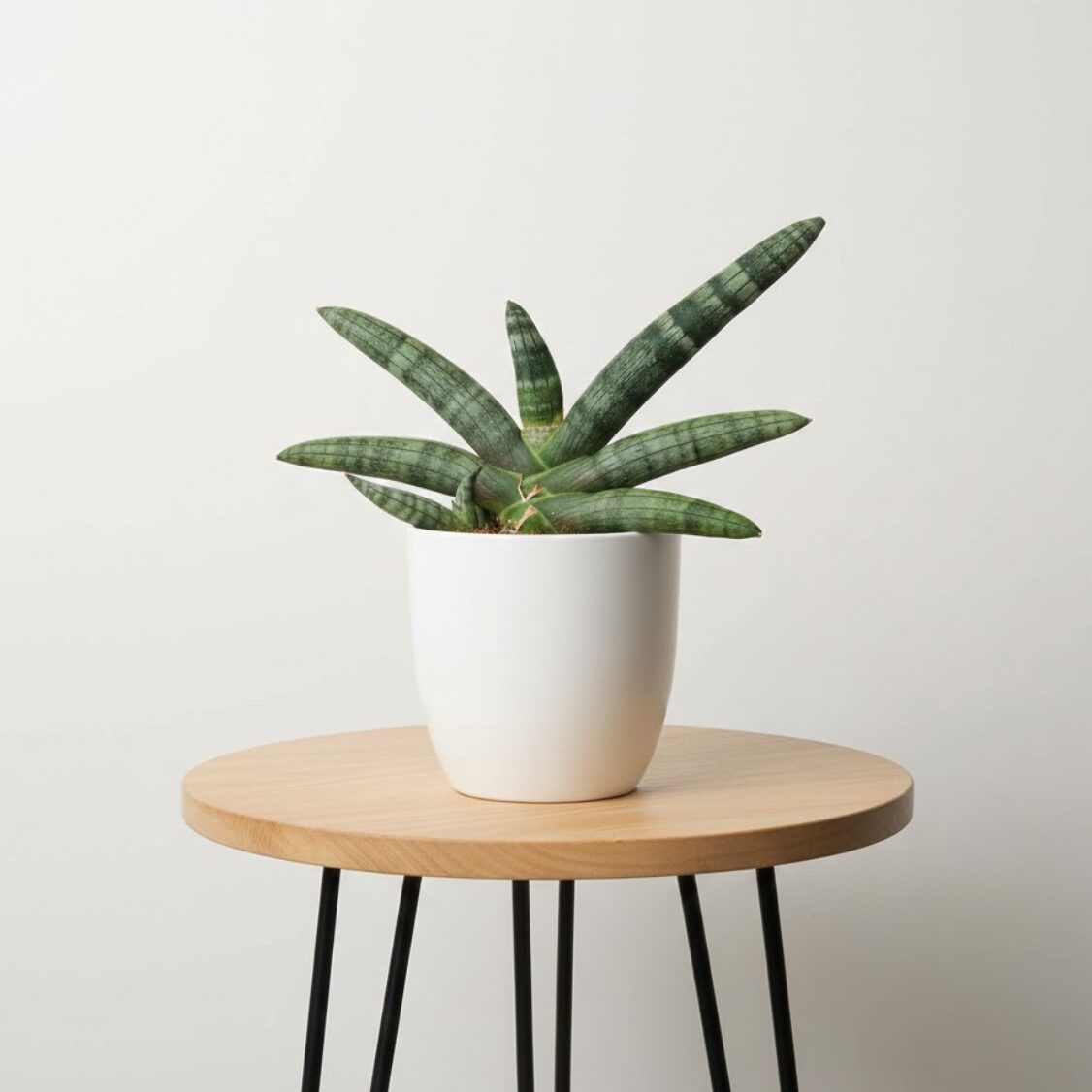 サンスベリア・ボンセレンシス（Sansevieria boncellensis）