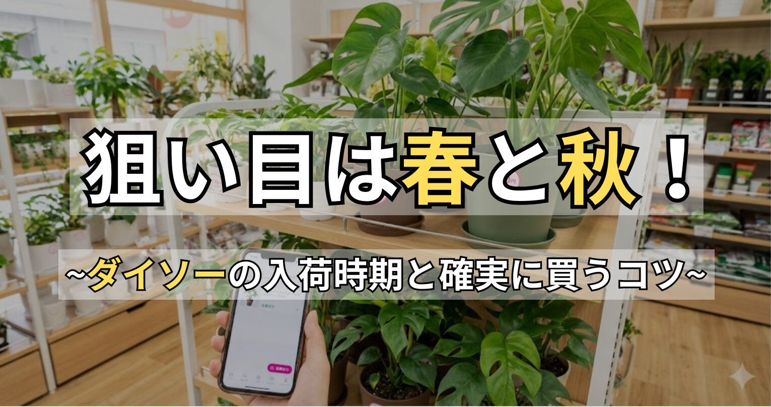 モンステラがダイソーで売ってない？入荷時期と在庫確認のコツ