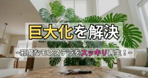 モンステラが大きくなりすぎ・成長しすぎた時の対処法！失敗しない剪定術