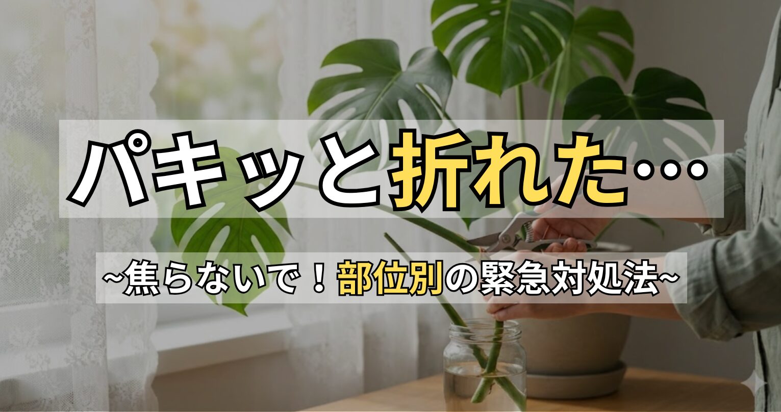モンステラが折れた時の対処法！復活させる応急処置と再生のコツ