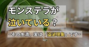 モンステラの葉っぱから水が！葉から水滴が出る理由と床濡れ対策を解説