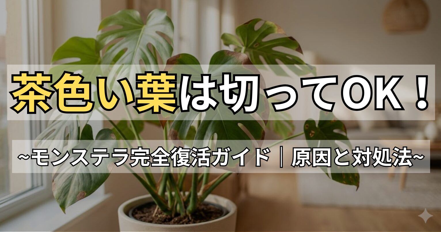 モンステラの葉っぱが茶色くなる原因とは？切るべき判断基準と復活法を解説