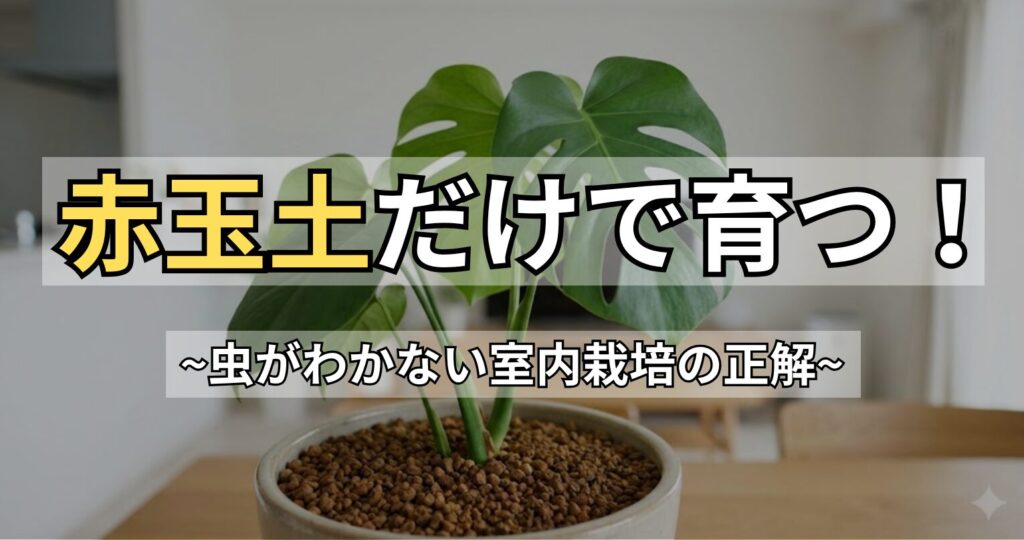モンステラは赤玉土だけで育つ！室内で清潔に楽しむ土の選び方と育て方