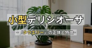 モンステラタウエリーの特徴と育て方！デリシオーサとの違いや大きさを徹底解説