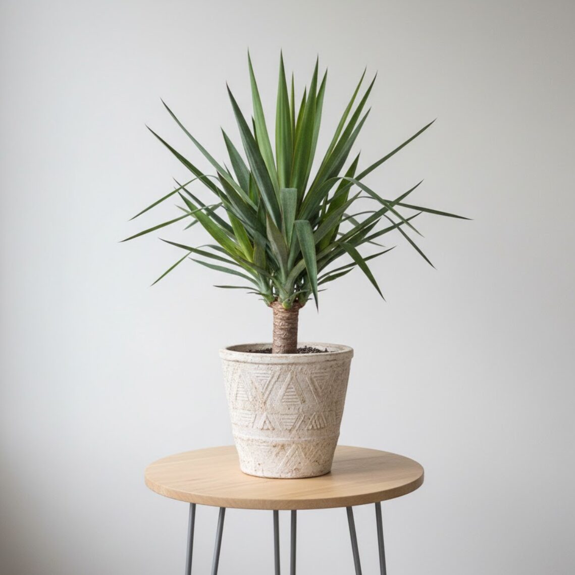 ユッカ・グロリオサ（Yucca gloriosa）