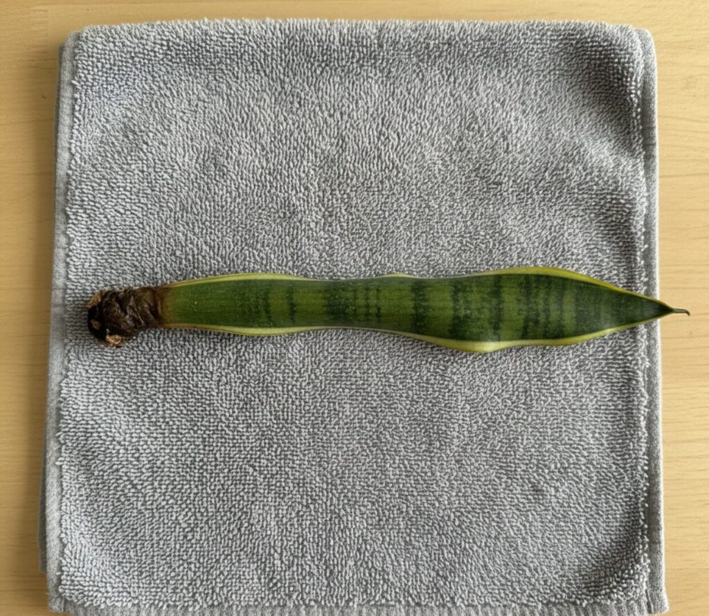 タオルの上に根腐れしたサンスベリア・ローレンティの葉が横たわっている。