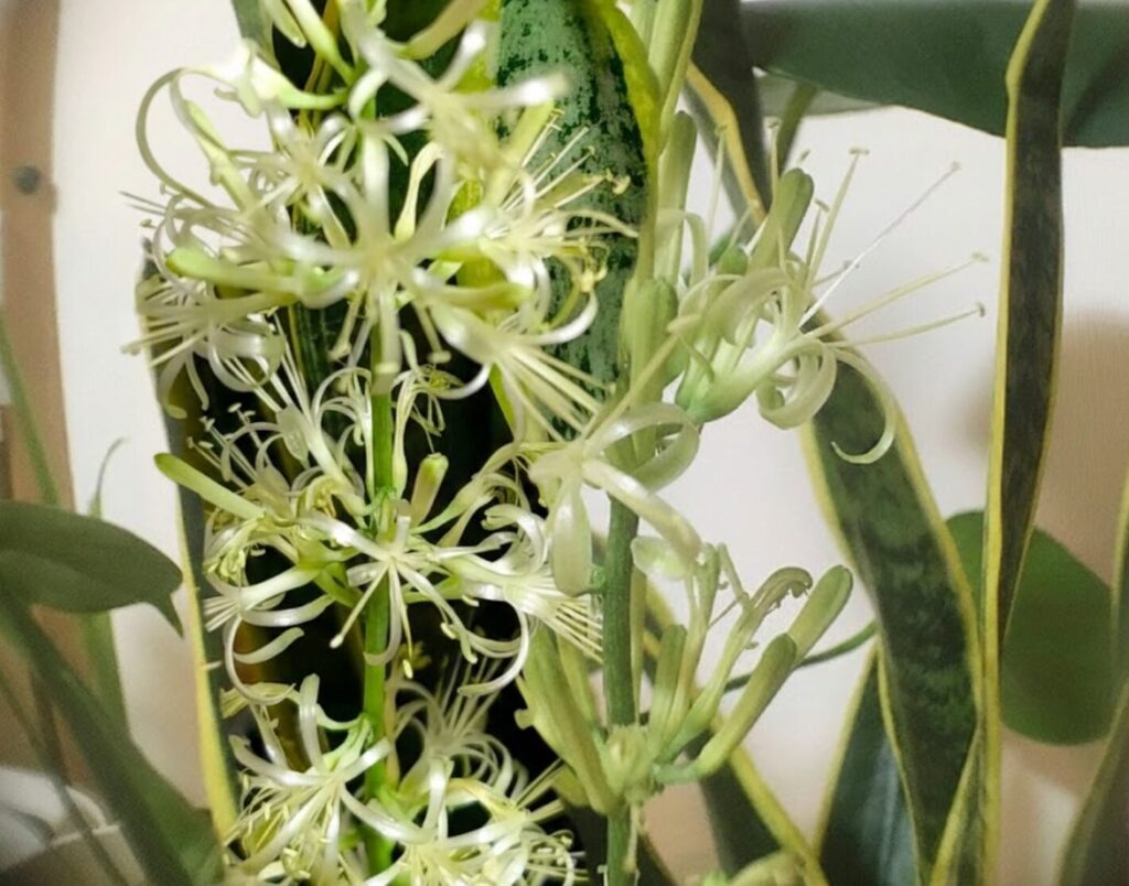 サンスベリアの花