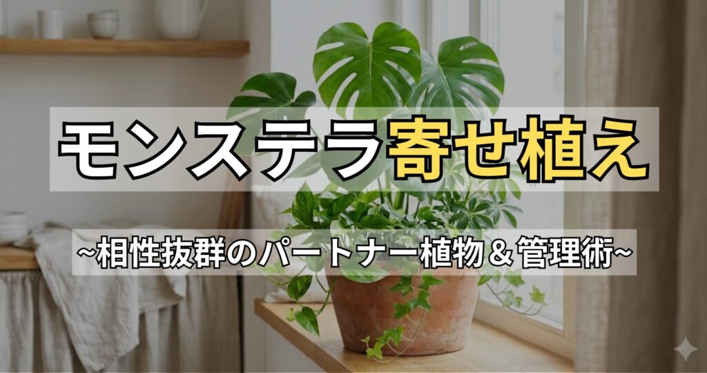 失敗しないモンステラの寄せ植え！相性の良い植物と枯らさない管理法