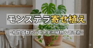 失敗しないモンステラの寄せ植え！相性の良い植物と枯らさない管理法