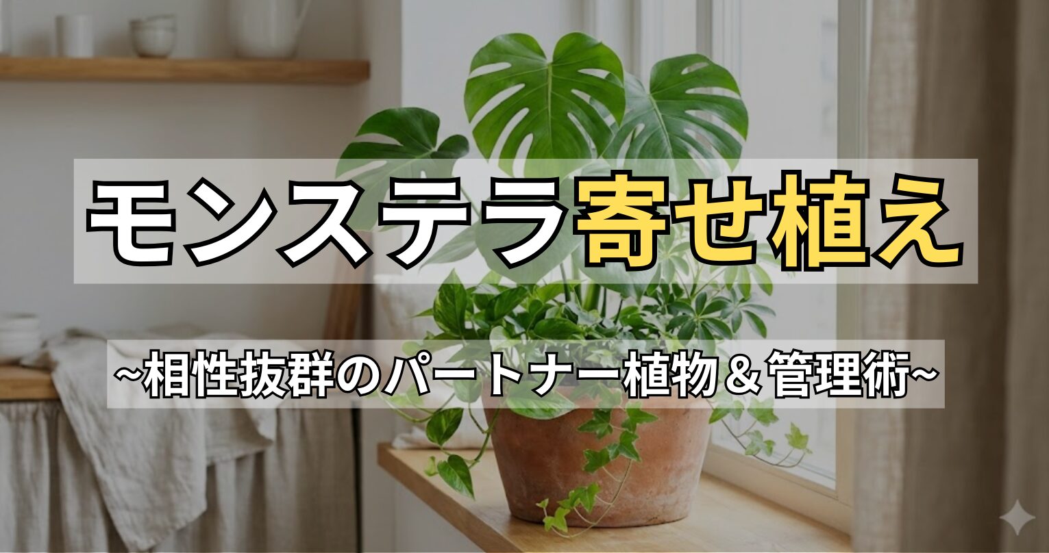 失敗しないモンステラの寄せ植え！相性の良い植物と枯らさない管理法