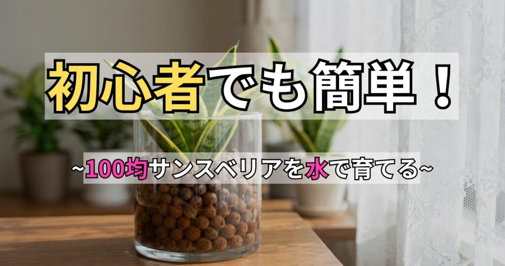 100均サンスベリアの水耕栽培のアイキャッチ画像。窓辺に置かれたガラス容器のハイドロカルチャーの写真に「初心者でも簡単！～100均サンスベリアを水で育てる～」という文字が入っている。