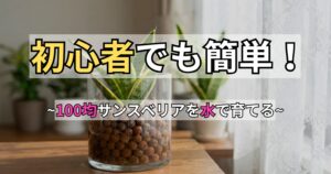 100均サンスベリアの水耕栽培のアイキャッチ画像。窓辺に置かれたガラス容器のハイドロカルチャーの写真に「初心者でも簡単！～100均サンスベリアを水で育てる～」という文字が入っている。