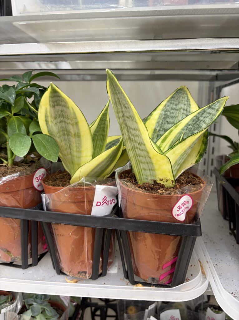 ダイソーの園芸コーナーで販売されている300円のサンスベリア（イエローハニー）。鮮やかな黄色の斑入りが特徴で、ビニール包装された状態の株。