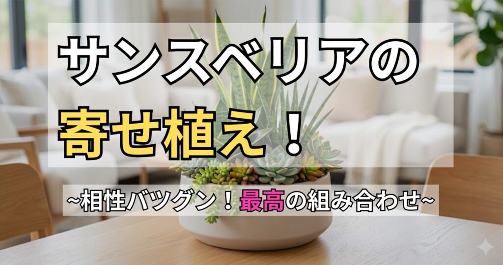 「サンスベリアの寄せ植えをおしゃれに！相性の良い植物と作り方」のアイキャッチ画像