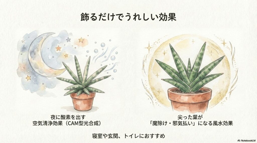 夜に酸素を出すサンスベリア・ボブの空気清浄効果と魔除けの風水効果