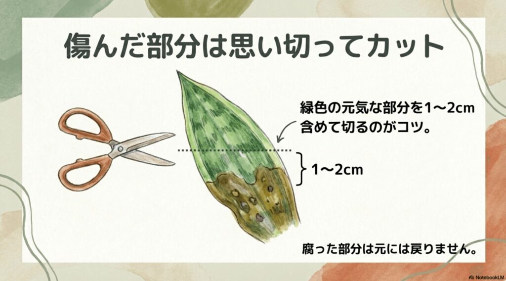 傷んだサンスベリアの葉は思い切ってカット。緑色の元気な部分を1〜2cm含めて切るのが復活のコツ。