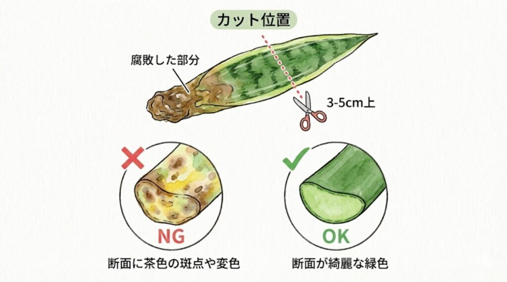 サンスベリアの腐敗部分を取り除く際のカット位置の図解。腐敗した部分から3〜5cm上の健康な緑色の部分をハサミで切る。断面図のチェックポイントとして、茶色の斑点や変色がある場合はNG、断面が綺麗な緑色であればOKとする判断基準。