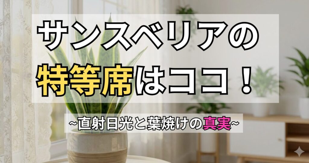 「サンスベリアの特等席はココ！〜直射日光と葉焼けの真実〜」と書かれた、窓辺に置かれたサンスベリアのアイキャッチ画像。サンスベリアに直射日光はNGなのか、葉焼けを防ぐ置き場所と正しい育て方を解説します。