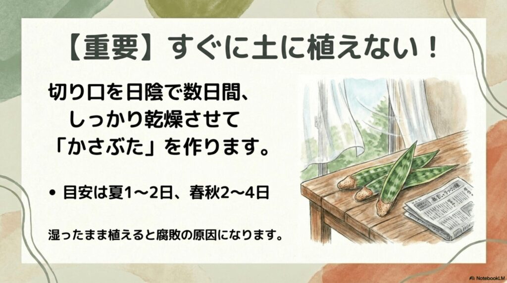 切ったサンスベリアはすぐに土に植えない!切り口を日陰で数日間乾燥させてかさぶたを作ります。